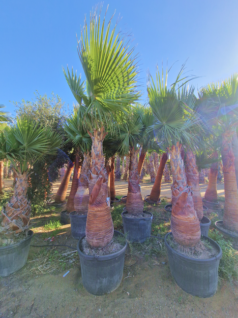 Palmier washingtonia robusta nettoyé - Stipe 160 cm