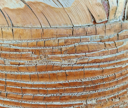 Palmier washingtonia robusta nettoyé - Stipe 160 cm