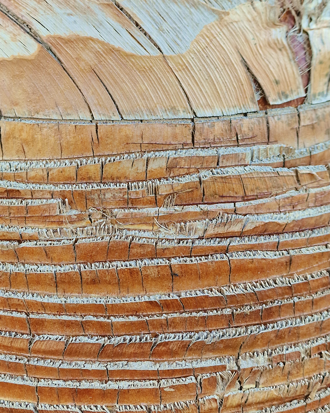 Palmier washingtonia robusta nettoyé - Stipe 160 cm