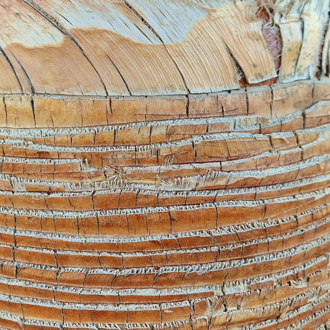 Palmier washingtonia robusta nettoyé - Stipe 160 cm