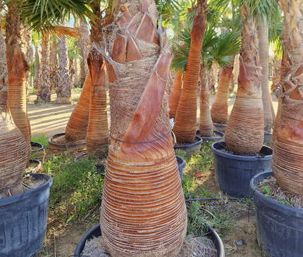 Palmier washingtonia robusta nettoyé - Stipe 160 cm