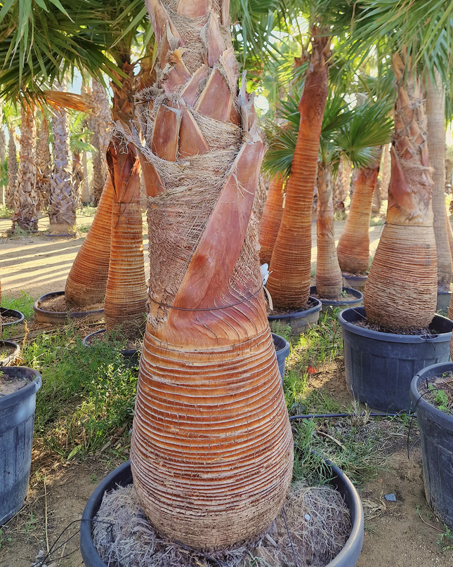Palmier washingtonia robusta nettoyé - Stipe 160 cm