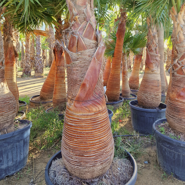 Palmier washingtonia robusta nettoyé - Stipe 160 cm