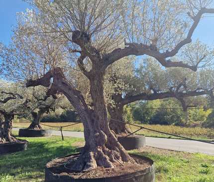 Olivier centenaire (Olea europaea) – Arbre d’ornement d’exception