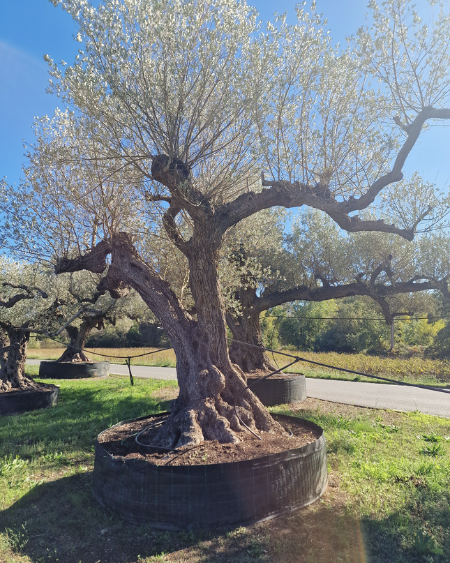Olivier centenaire (Olea europaea) – Arbre d’ornement d’exception