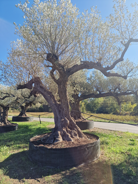 Olivier centenaire (Olea europaea) – Arbre d’ornement d’exception
