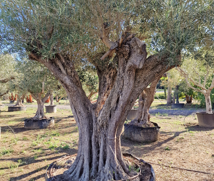 Olivier centenaire (Olea europaea) 2 mètres – Arbre d’ornement