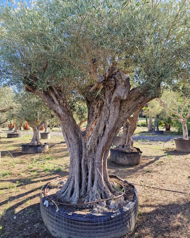 Olivier centenaire (Olea europaea) 2 mètres – Arbre d’ornement