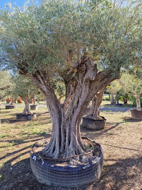 Olivier centenaire (Olea europaea) 2 mètres – Arbre d’ornement