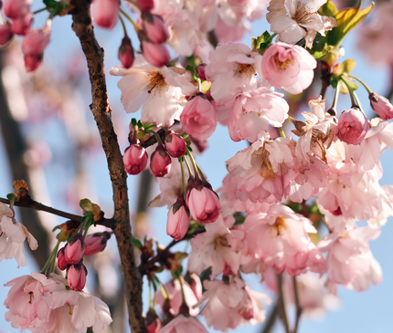 Cerisier du Japon - Prunus serrulata  18/20 cm – 3 mètres de hauteur - Arbre d’ornement à floraison spectaculaire