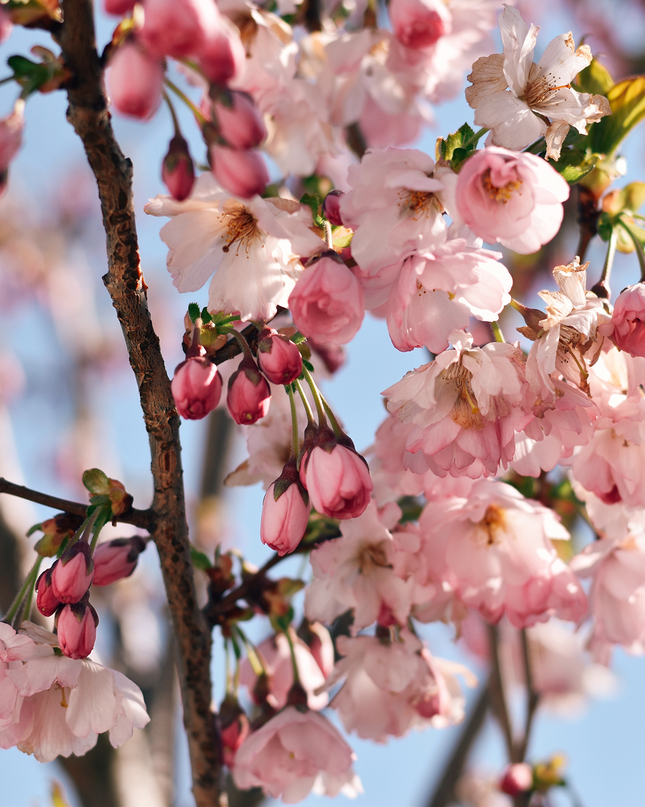 Cerisier du Japon - Prunus serrulata  18/20 cm – 3 mètres de hauteur - Arbre d’ornement à floraison spectaculaire