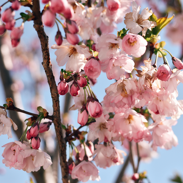 Cerisier du Japon - Prunus serrulata  18/20 cm – 3 mètres de hauteur - Arbre d’ornement à floraison spectaculaire
