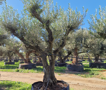 Olivier 50 ans (Olea europaea) – Arbre d’exception pour votre jardin