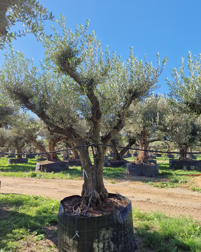 Olivier 50 ans (Olea europaea) – Arbre d’exception pour votre jardin