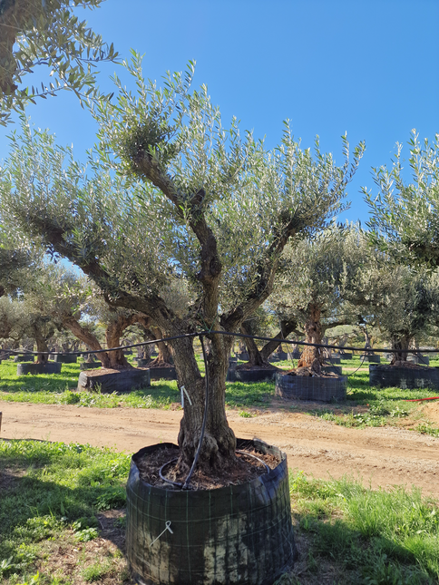 Olivier 50 ans (Olea europaea) – Arbre d’exception pour votre jardin