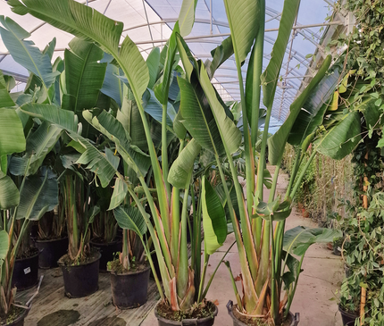 Strelitzia augusta - de 2 à 2,2 mètres de hauteur - contenance 50L