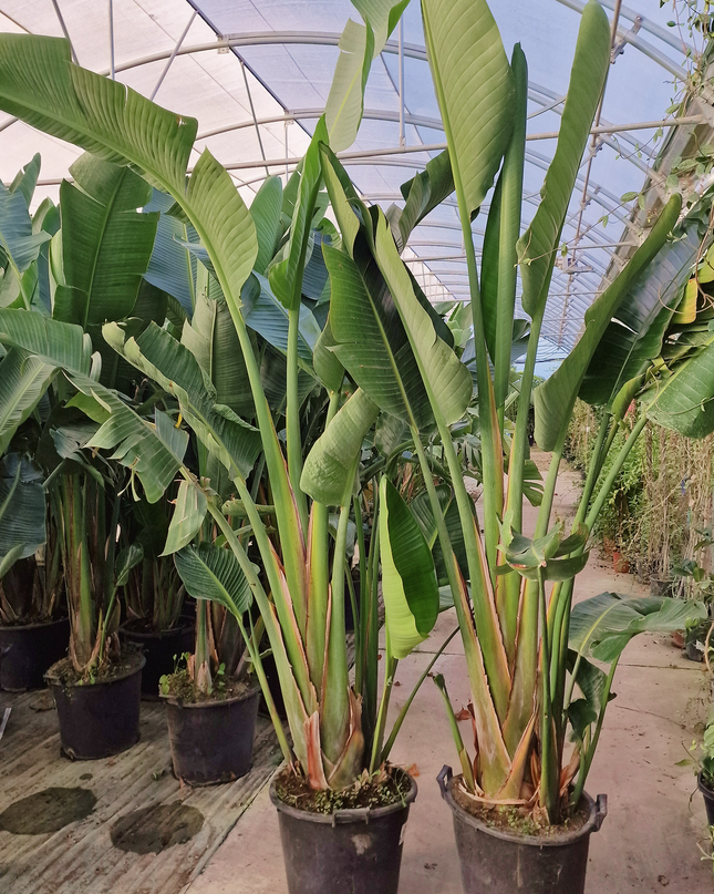 Strelitzia augusta - de 2 à 2,2 mètres de hauteur - contenance 50L