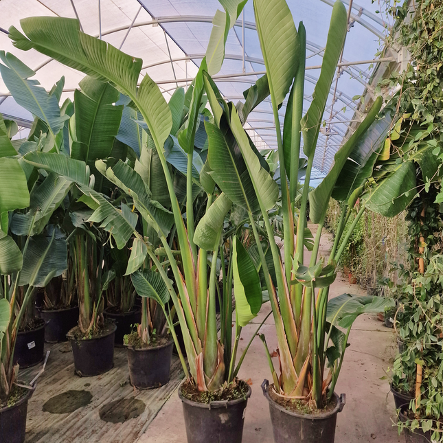 Strelitzia augusta - de 2 à 2,2 mètres de hauteur - contenance 50L