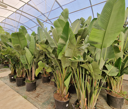 Strelitzia augusta - de 2 à 2,2 mètres de hauteur - contenance 50L