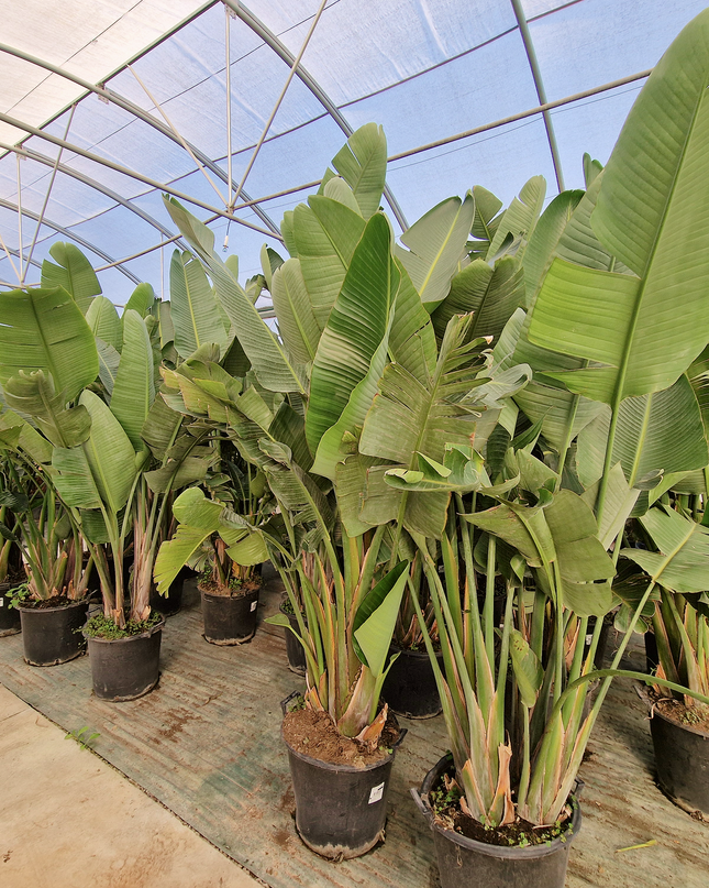 Strelitzia augusta - de 2 à 2,2 mètres de hauteur - contenance 50L