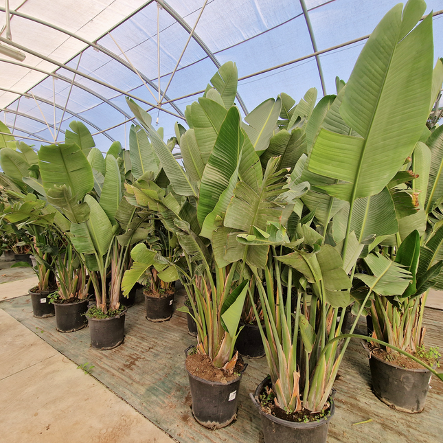 Strelitzia augusta - de 2 à 2,2 mètres de hauteur - contenance 50L
