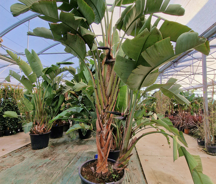 Strelitzia augusta – Hauteur 2 à 3 mètres