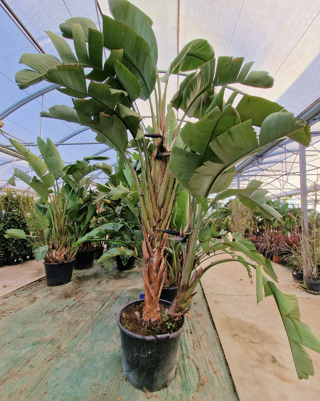 Strelitzia augusta – Hauteur 2 à 3 mètres