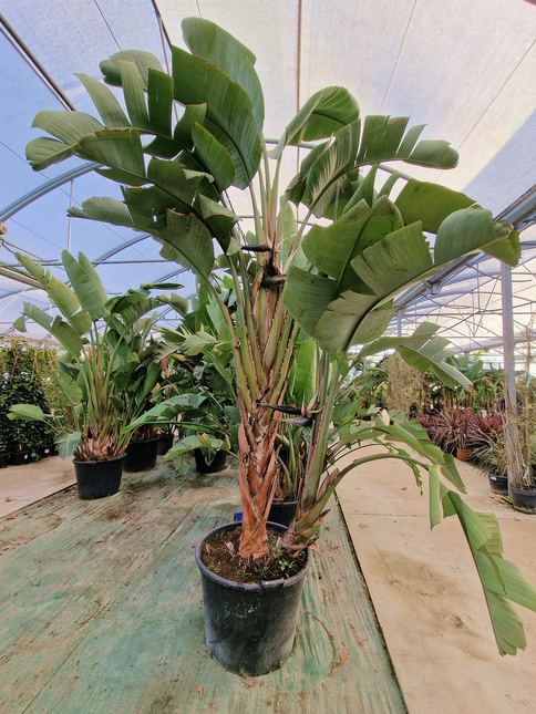 Strelitzia augusta – Hauteur 2 à 3 mètres