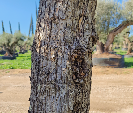 Olivier 50 ans (Olea europaea) – Arbre d’exception pour votre jardin