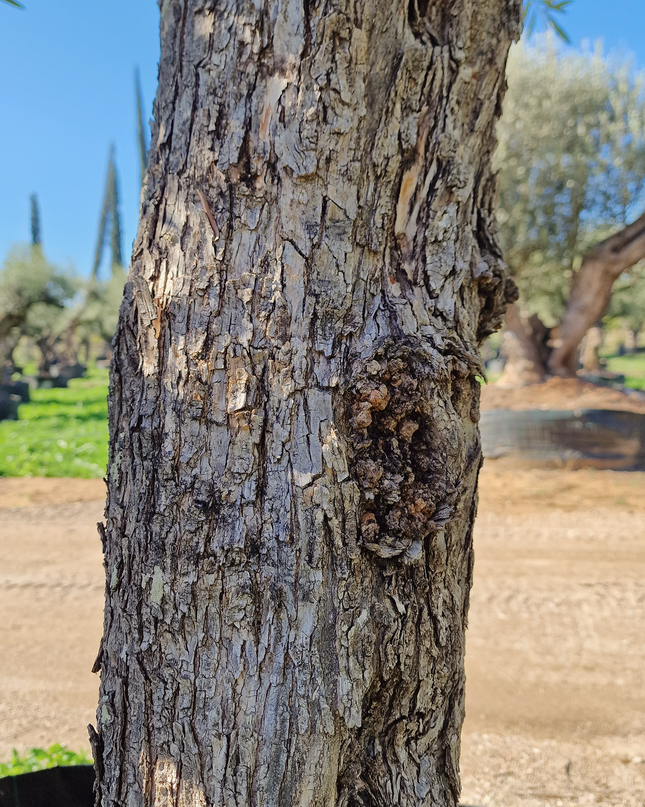 Olivier 50 ans (Olea europaea) – Arbre d’exception pour votre jardin