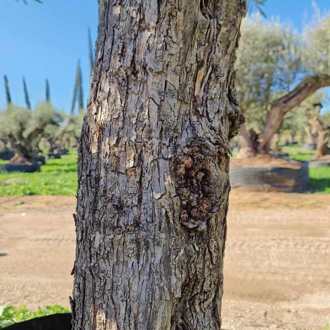 Olivier 50 ans (Olea europaea) – Arbre d’exception pour votre jardin