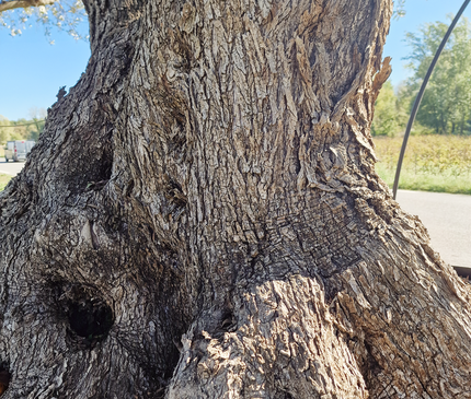 Olivier multi-centenaire (Olea europaea) – Arbre d’exception