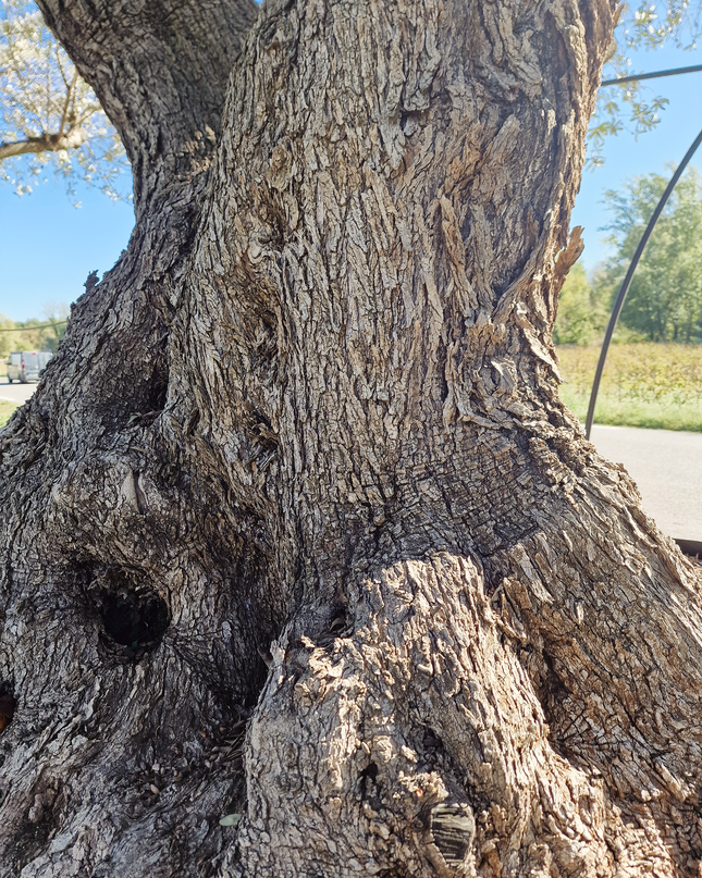 Olivier multi-centenaire (Olea europaea) – Arbre d’exception