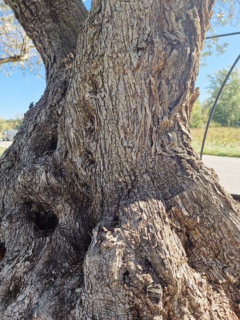 Olivier multi-centenaire (Olea europaea) – Arbre d’exception
