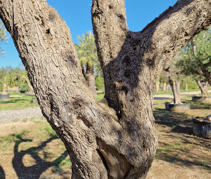 Olivier centenaire (Olea europaea) – 1,70 mètre