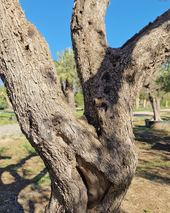 Olivier centenaire (Olea europaea) – 1,70 mètre