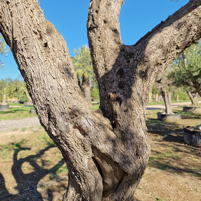 Olivier centenaire (Olea europaea) – 1,70 mètre