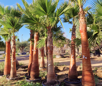 Palmier Washingtonia nettoyé - Stipe (tronc) de 190 centimètres