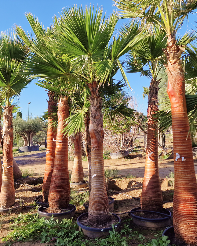 Palmier Washingtonia nettoyé - Stipe (tronc) de 190 centimètres