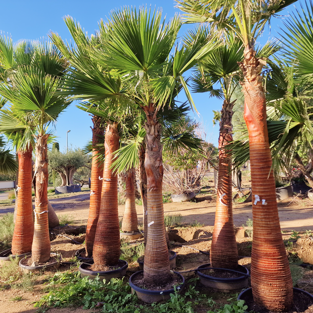 Palmier Washingtonia nettoyé - Stipe (tronc) de 190 centimètres