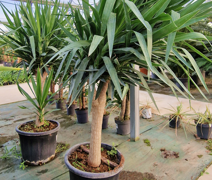 Yucca elephantipes – Hauteur 175 cm