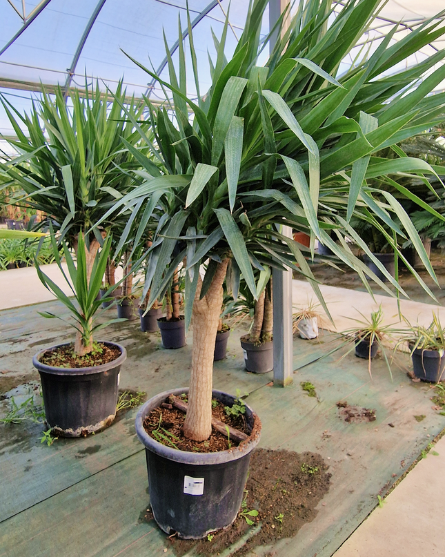 Yucca elephantipes – Hauteur 175 cm