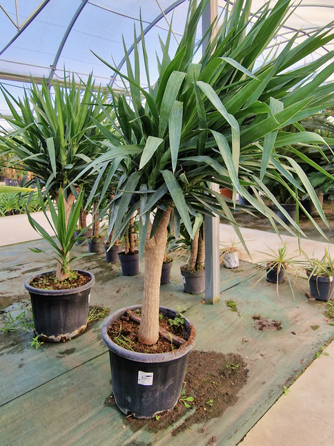 Yucca elephantipes – Hauteur 175 cm