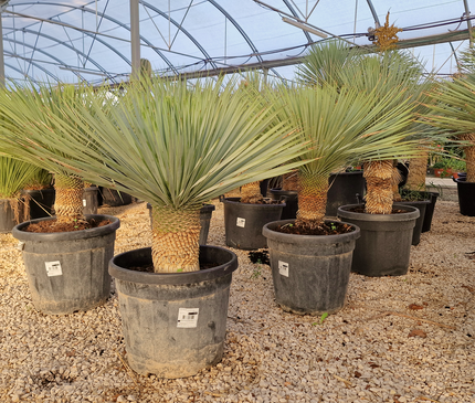 Yucca rostrata - tronc de 20 à 30 centimètres