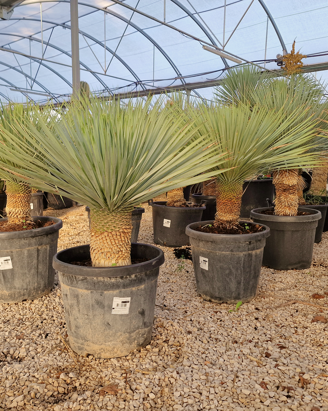 Yucca rostrata - tronc de 20 à 30 centimètres