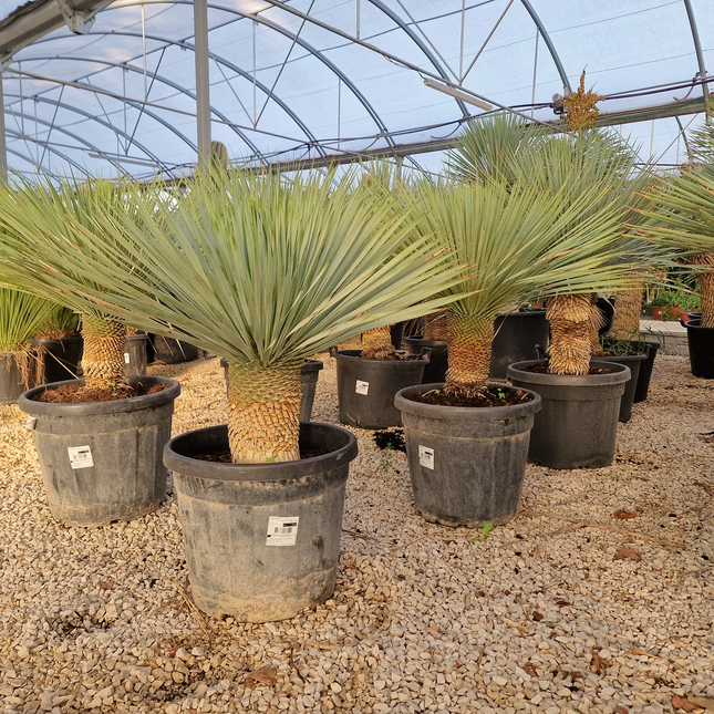 Yucca rostrata - tronc de 20 à 30 centimètres