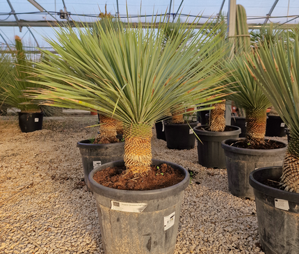 Yucca rostrata - tronc de 20 à 30 centimètres