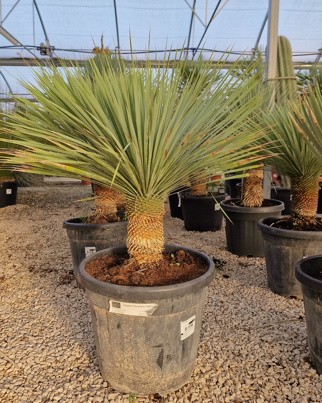 Yucca rostrata - tronc de 20 à 30 centimètres