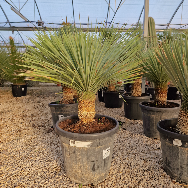 Yucca rostrata - tronc de 20 à 30 centimètres