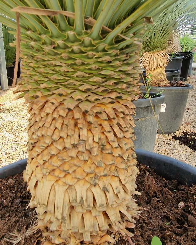 Yucca rostrata - tronc de 20 à 30 centimètres